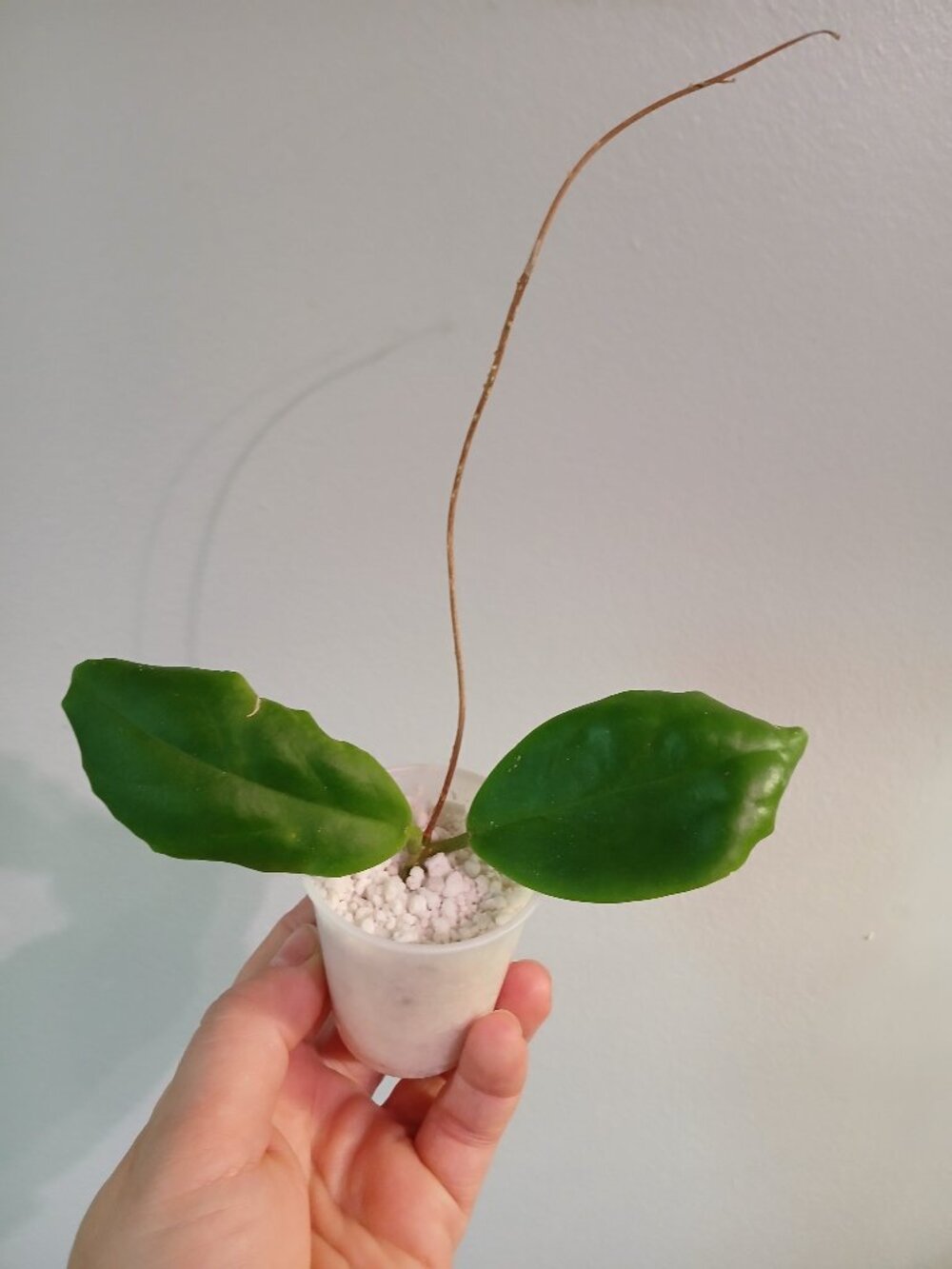 Hoya Incrassata Cutting
